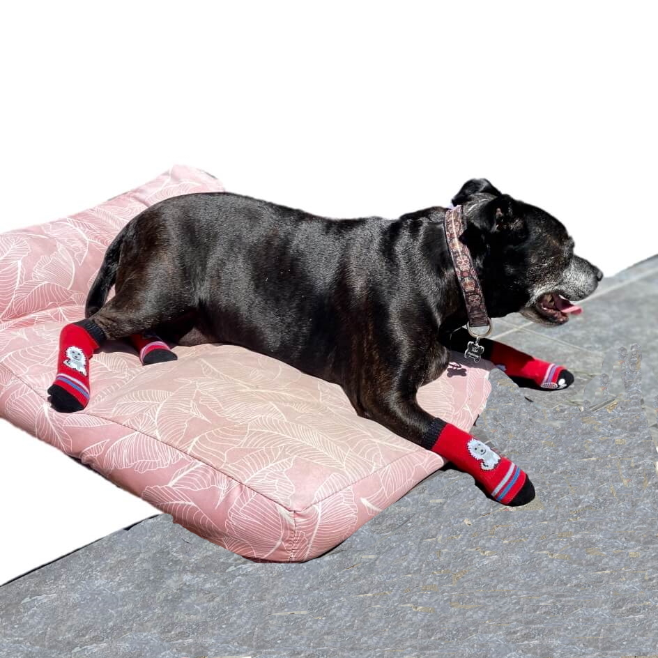 Long dog socks sale