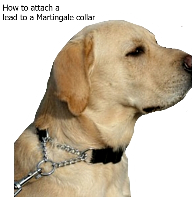 Dog Collar Martingale Blue Dot M  L Greyhound Whippet Training Choke Chain Pet 