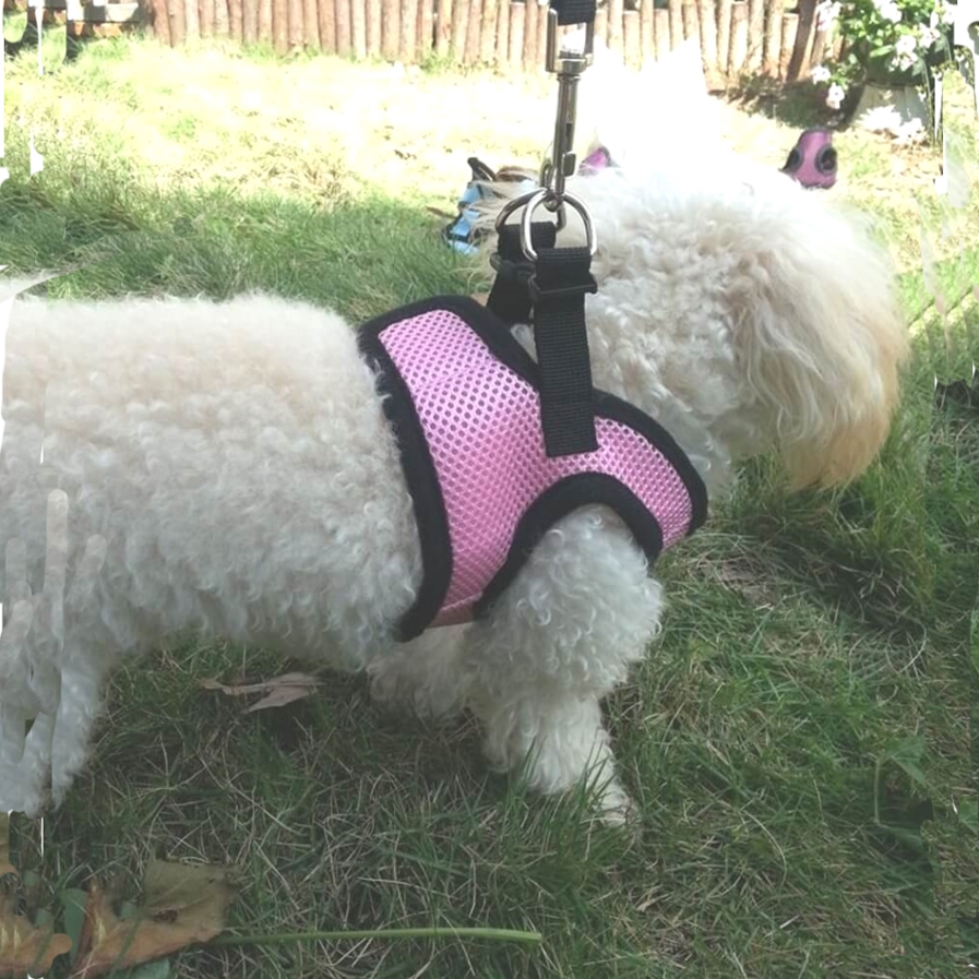 toy dog harness